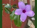 Purple Rubber Vine